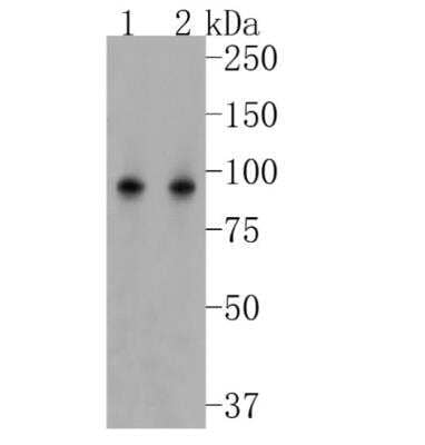 Western Blot: Ago2/eIF2C2 Antibody (JF0992) [NBP2-67121]