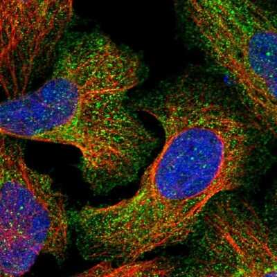 Immunocytochemistry/ Immunofluorescence: Agrin Antibody [NBP1-90209]