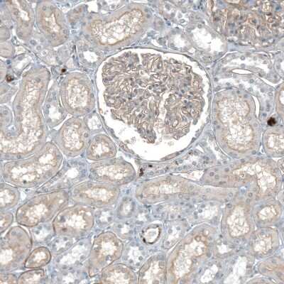 Immunohistochemistry-Paraffin: Agrin Antibody [NBP1-90209]