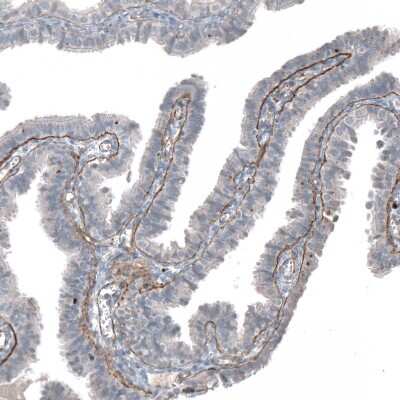 Immunohistochemistry-Paraffin: Agrin Antibody [NBP1-90209]