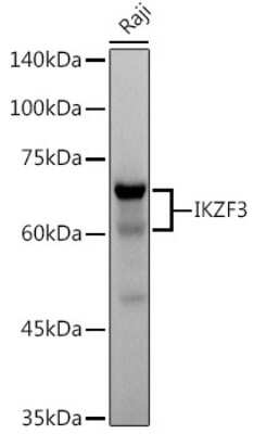 Western Blot: Aiolos/IKZF3 Antibody (4U7F9) [NBP3-16668]
