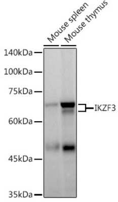 Western Blot: Aiolos/IKZF3 Antibody (4U7F9) [NBP3-16668]