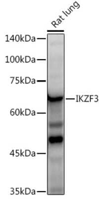 Western Blot: Aiolos/IKZF3 Antibody (4U7F9) [NBP3-16668]