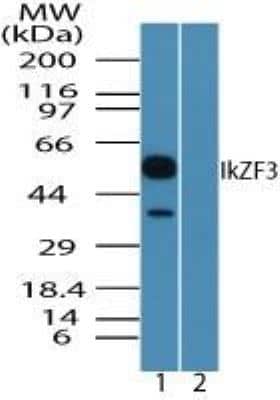 Western Blot: Aiolos/IKZF3 AntibodyBSA Free [NBP2-24495]