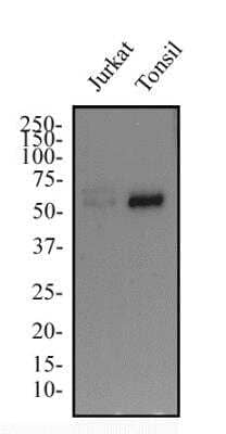 Western Blot: Aiolos/IKZF3 AntibodyBSA Free [NBP2-24495]