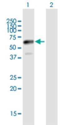 Western Blot: Ajuba Antibody [H00084962-B01P]