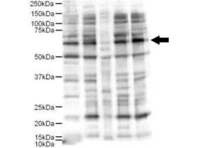 Western Blot: Ajuba Antibody [NB600-468]