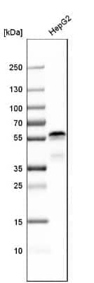 Western Blot: Ajuba Antibody [NBP1-89570]