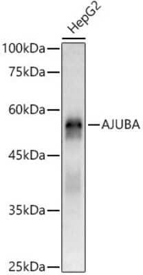 Western Blot: Ajuba AntibodyAzide and BSA Free [NBP2-92766]