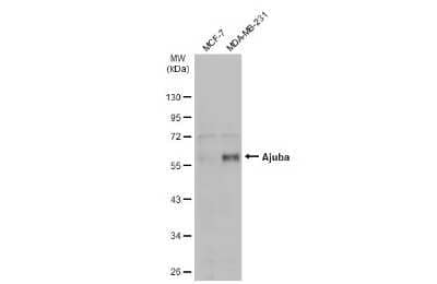 Western Blot: Ajuba Antibody [NBP3-13402]