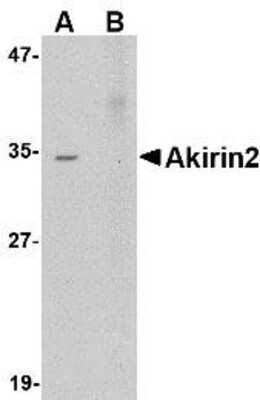 Western Blot: Akirin2 AntibodyBSA Free [NBP1-76347]