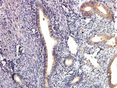 Immunohistochemistry-Paraffin: AKT1 Antibody (3A3) - BSA Free [NBP1-51602]