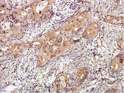 Immunohistochemistry-Paraffin: AKT1 Antibody (3A3) - BSA Free [NBP1-51602]
