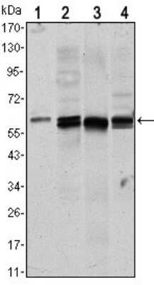 Western Blot: AKT1 Antibody (3A3)BSA Free [NBP1-51602]