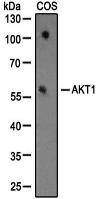 Western Blot: AKT1 Antibody (3A3)BSA Free [NBP1-51602]