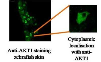 Immunohistochemistry: AKT1 Antibody (V7) - BSA Free [NBP2-50101]