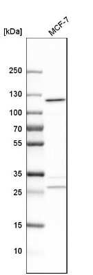 Western Blot: Alanyl tRNA synthetase Antibody [NBP1-87414]