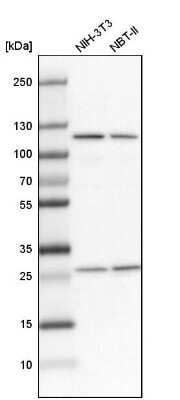 Western Blot: Alanyl tRNA synthetase Antibody [NBP1-87414]