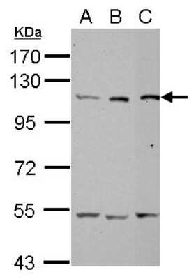 Western Blot: Alanyl tRNA synthetase Antibody [NBP2-15332]