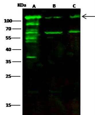 Western Blot: Alanyl tRNA synthetase Antibody [NBP3-12770]