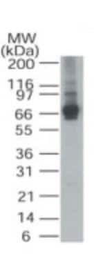 Western Blot: Alas1 Antibody [NB100-56415]