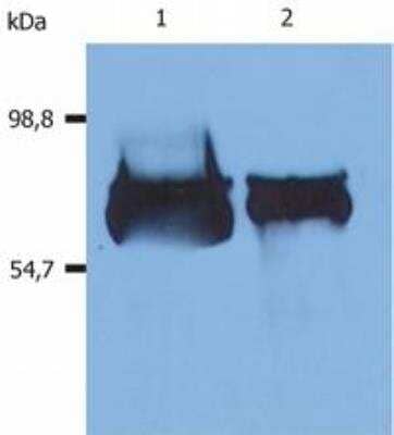 Western Blot: Albumin Antibody (AL-01)BSA Free [NB500-417]