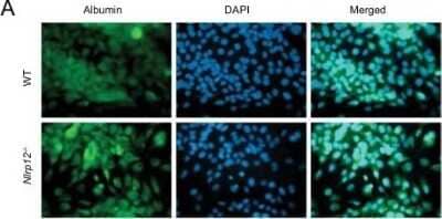 Immunocytochemistry/ Immunofluorescence: Albumin Antibody - BSA Free [NB600-41532]