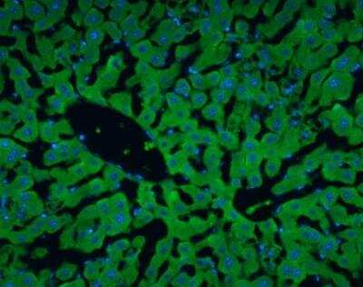 Immunohistochemistry-Frozen: Albumin Antibody [NBP1-32458]