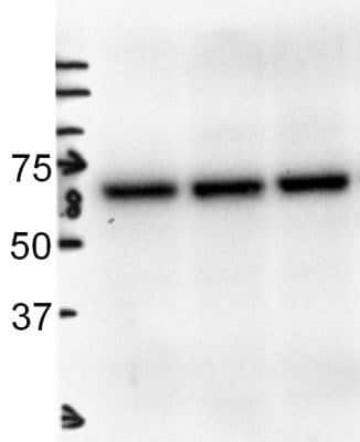 Western Blot: Albumin AntibodyBSA Free [NB600-41532]