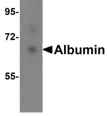 Western Blot: Albumin AntibodyBSA Free [NBP1-77027]