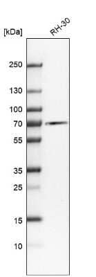 Western Blot: Albumin Antibody [NBP2-38175]