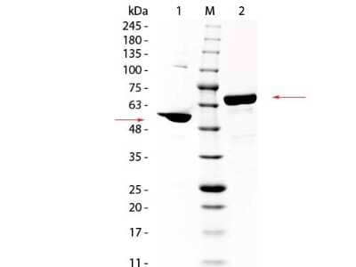 SDS-PAGE: Albumin Native Protein [NBP1-97049]