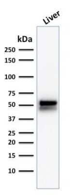 Western Blot: Aldehyde Dehydrogenase 1-A1/ALDH1A1 Antibody (ALDH1A1/1381)Azide and BSA Free [NBP2-54422]