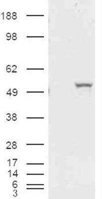 Western Blot: Aldehyde Dehydrogenase 1-A1/ALDH1A1 Antibody [NB100-2563]