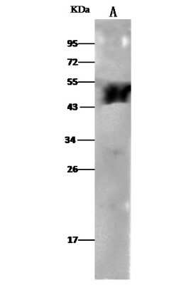 Western Blot: Aldehyde Dehydrogenase 3-A1/ALDH3A1 Antibody (316) [NBP2-90120]