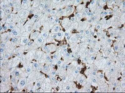 Immunohistochemistry: Aldehyde Dehydrogenase 3-A1/ALDH3A1 Antibody (OTI1B6) - Azide and BSA Free [NBP2-70152]