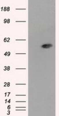 Western Blot: Aldehyde Dehydrogenase 3-A1/ALDH3A1 Antibody (OTI1B6)Azide and BSA Free [NBP2-70152]