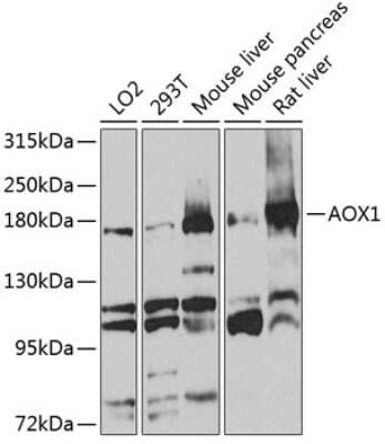 Western Blot: Aldehyde Oxidase 1/AOX1 AntibodyBSA Free [NBP2-92428]