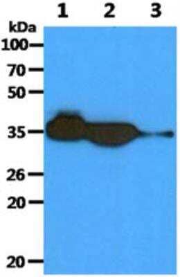 Western Blot: Aldo-keto Reductase 1C1/AKR1C1 Antibody (6D10)BSA Free [NBP1-74042]