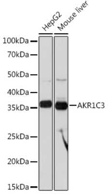 Western Blot: Aldo-keto Reductase 1C3/AKR1C3 Antibody (7T10F5) [NBP3-16288]