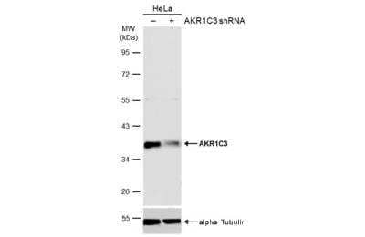 Western Blot: Aldo-keto Reductase 1C3/AKR1C3 Antibody [NBP1-31378]