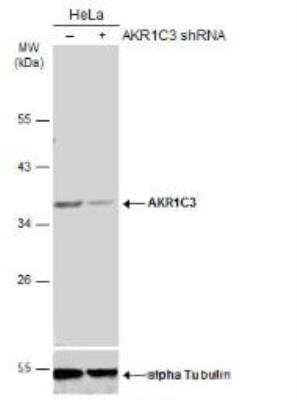 Western Blot: Aldo-keto Reductase 1C3/AKR1C3 Antibody [NBP1-33556]