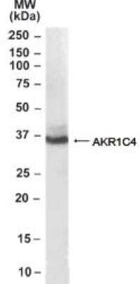 Western Blot: Aldo-keto Reductase 1C4/AKR1C4 Antibody [NB100-40786]