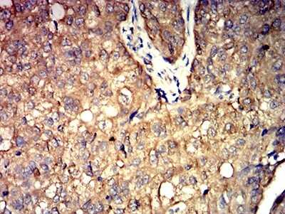 Immunohistochemistry-Paraffin: Aldolase A Antibody (1C5B2) - BSA Free [NBP2-61844]