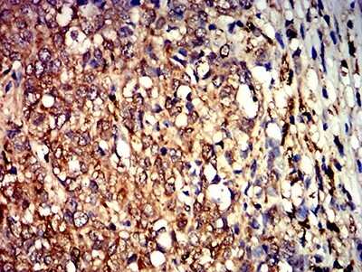 Immunohistochemistry-Paraffin: Aldolase A Antibody (1C5B2) - BSA Free [NBP2-61844]