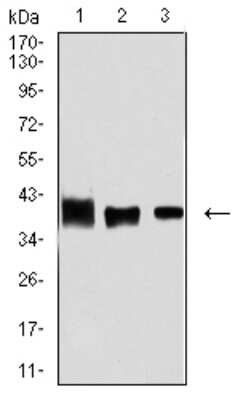 Western Blot: Aldolase A Antibody (1C5B2)BSA Free [NBP2-61844]