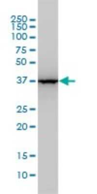 Western Blot: Aldolase A Antibody (3C12-6D11) [H00000226-M02]