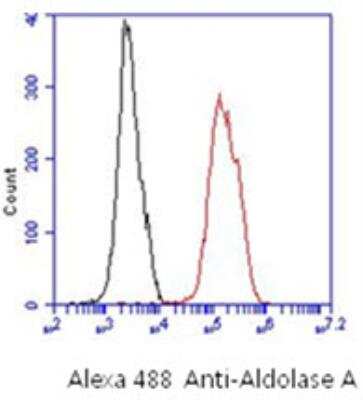 Flow Cytometry: Aldolase A Antibody (3F9) - BSA Free [NBP2-42620]