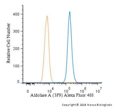 Flow Cytometry: Aldolase A Antibody (3F9) - BSA Free [NBP2-42620]
