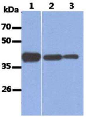 Western Blot: Aldolase A Antibody (3F9)BSA Free [NBP2-42620]